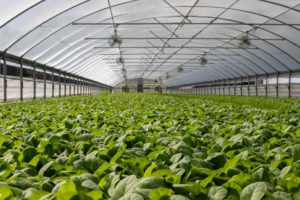 Plantation