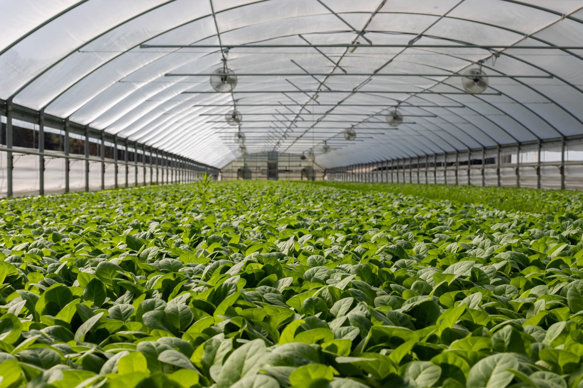 Plantation