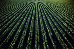 Field