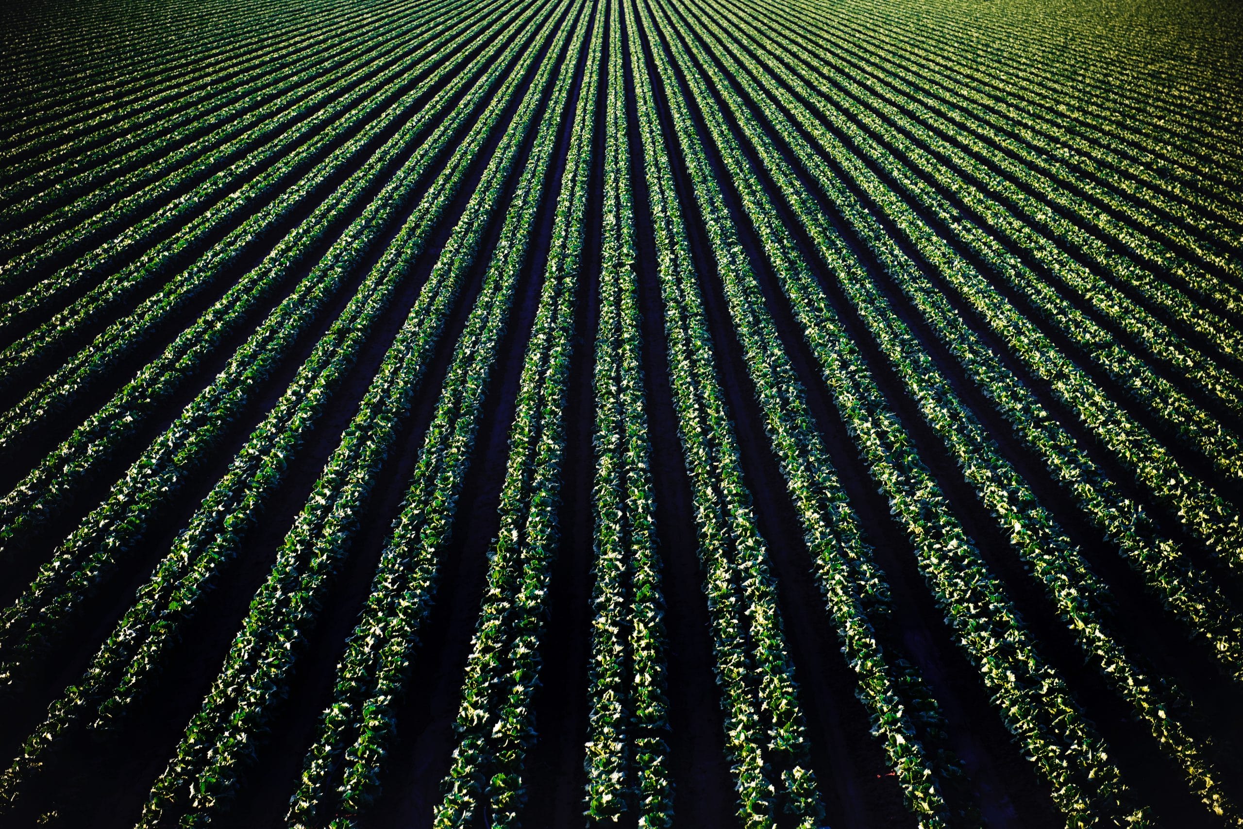 Field